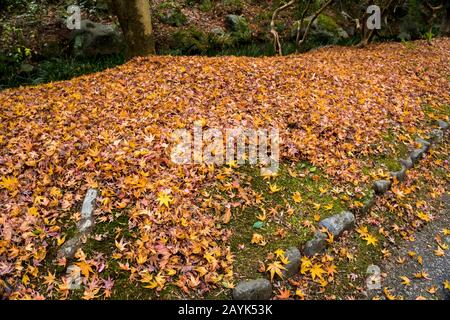 Parkstraße mit verfallenen Ahorn-Blättern in Japan Stockfoto