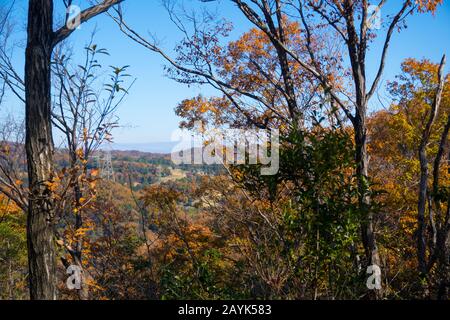 Herbstlandschaft, Herbstlaub im gemäßigten Laubwald von Osaka, Japan Stockfoto