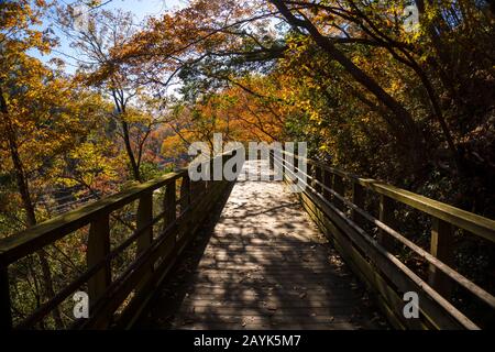 Farbenfroher Herbstpfad in der Landschaft von Osaka, Japan Stockfoto