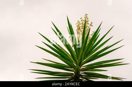 Agave angustifolia ist eine bildhauerische Pflanze, die sehr an die Trockenheit angepasst ist. Seine Blätter sind lang, schwert-förmig, rosettenförmig angeordnet und haben Dornen am edg Stockfoto