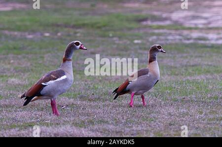 Zwei Enten, die am Ufer des Travis Lake in Austin, Texas laufen Stockfoto