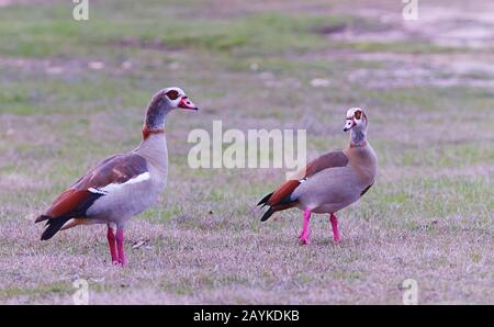 Zwei Enten, die am Ufer des Travis Lake in Austin, Texas laufen Stockfoto