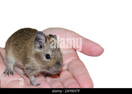 Eichhörnchen degu in weiblichen Händen auf weißem Hintergrund. Haustiere. Stockfoto