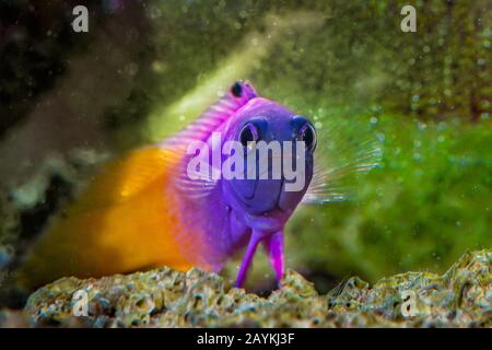 Tropische Fische Royal Gramma Basslet Stockfoto