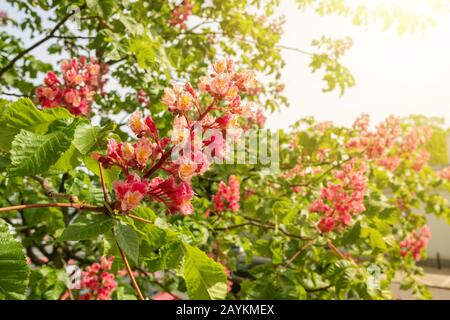 Aesculus rote Kastanienblüten dicht auf Stockfoto