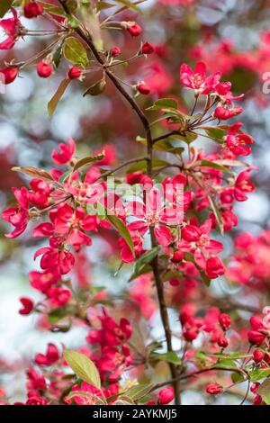 Red Crab Apple Blumen auf einem Apfelbaum in der Nähe bis in spirng Stockfoto