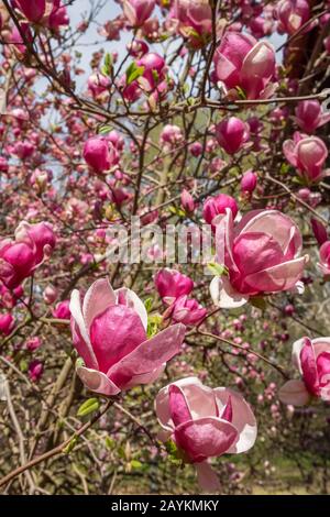 Blütende Magnolia Tulpenbaum nah oben Stockfoto