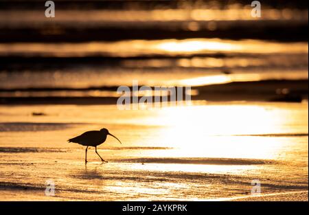 Ein einsamer Curlew (Numenius arquata) wandert bei Sonnenaufgang auf Lindisfarne, Nothumberland, durch die ungedeckten Sande Stockfoto