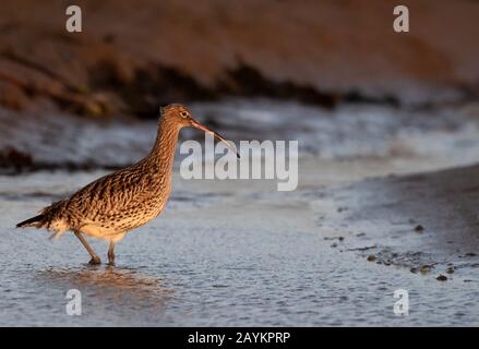 Ein Curlew (Numenius arquata), der sich bei Ebbe, Lindisfarne, Nothumberland ernährt Stockfoto