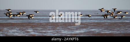 Eine Schar blasser gebuckter Brent-Gänse (Branta bernicla), die tief im Flug über Schlammwohnungen auf Lindisfarne, Northumberland ist Stockfoto