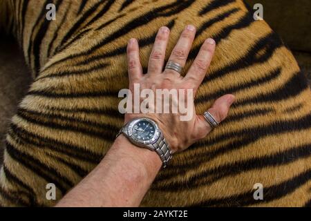 Touristenattraktion für Erwachsene in Tiger-Königreich, Chiang Mai, Thailand. Stockfoto