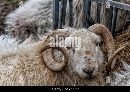 Sheep on Moel Siabod - Snowdonia National Park North Wales Stockfoto