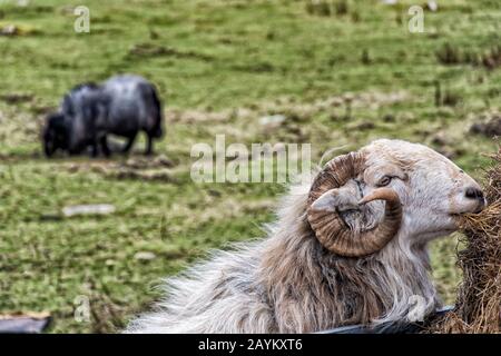 Sheep on Moel Siabod - Snowdonia National Park North Wales Stockfoto