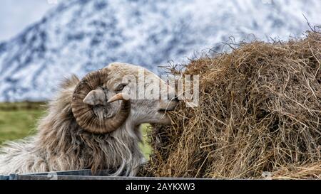 Sheep on Moel Siabod - Snowdonia National Park North Wales Stockfoto