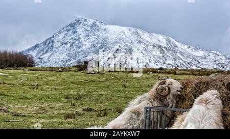 Sheep on Moel Siabod - Snowdonia National Park North Wales Stockfoto