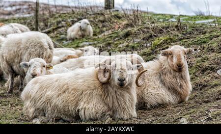 Sheep on Moel Siabod - Snowdonia National Park North Wales Stockfoto