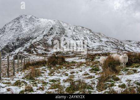 Sheep on Moel Siabod - Snowdonia National Park North Wales Stockfoto