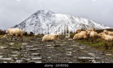 Sheep on Moel Siabod - Snowdonia National Park North Wales Stockfoto