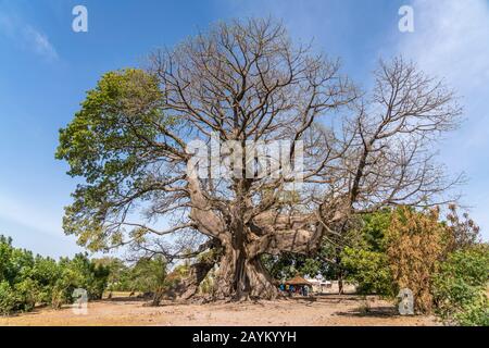 Riesiger uralter Kapokbaum in Missirah, Sine Saloum Delta, Senegal, Westafrika riesiger alter Ceiba-Baum, Missirah, Sine Saloum Delta, Senegal, West A Stockfoto