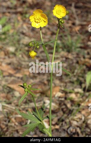 Scharfer Hahnenfuß, Ranunculus acris subsp. Acris Stockfoto