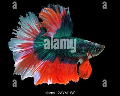 Schöner grüner Thai-Kampffisch Schwimmen mit langen Flossen und rot-weißem farbenfrohem langen Schwanzgen. Fighting Fish isoliert auf schwarzem Hintergrund. Stockfoto