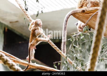 Lustige Affenmakaken-Baby spielt und springt an den Seilen im Zoo Stockfoto