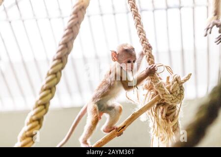 Lustige Affenmakaken-Baby spielt und springt an den Seilen im Zoo Stockfoto