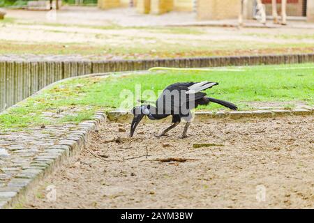 Abessinischer Nordgrund-Hornbill Bucorvus abyssinikus seltsamer Vogel Stockfoto