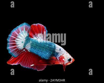 Schöne hellgrüne Thai-Kampffische schwimmen mit langen Flossen und rot-weißen bunten langen Schwanzgen. Fight Fish isoliert auf schwarzem Hintergrund. Stockfoto