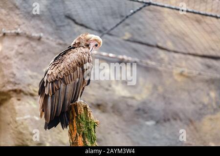 Porträt eines Vogels mit Kapuze (Necrosyrtes monachus) im Zoo Stockfoto