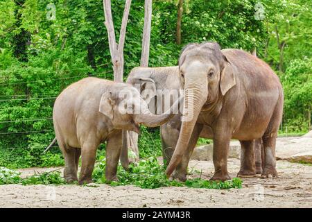 Elefantenfamilie, die zur Fütterung im Zoo Gras und Baumzweige isst Stockfoto