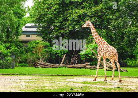Große Giraffe Zu Fuß im Zoo Stockfoto