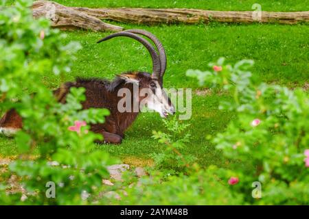 Sable Antilope oder Hippotragus niger ruhen auf einer grünen Wiese im Zoo Stockfoto