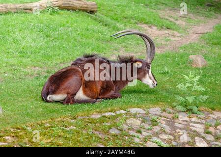 Sable Antilope oder Hippotragus niger ruhen auf einer grünen Wiese im Zoo Stockfoto