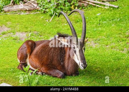 Sable Antilope oder Hippotragus niger ruhen auf einer grünen Wiese im Zoo Stockfoto