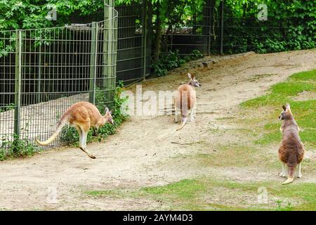 Känguru auf grünem Gras im Zoo Stockfoto