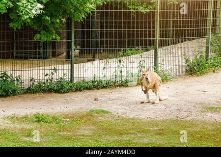 Känguru auf grünem Gras im Zoo Stockfoto