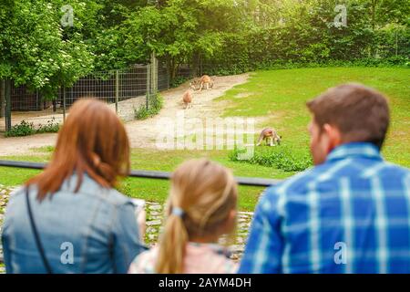 18. MAI 2018, BERLIN, DEUTSCHLAND: Junge Familie von Mutter, Tochter und Vater, die Känguruherden im Zoo oder Safaripark beobachten Stockfoto