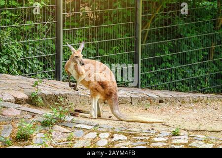 Känguru auf grünem Gras im Zoo Stockfoto