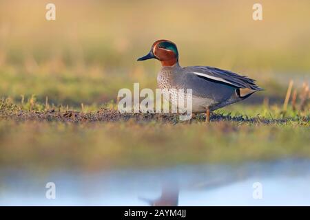 Ein ausgewachsenes brutgefieder-drake (männlich) Eurasian oder Common Teal (Anas crecca), das im Winter in Norfolk, Großbritannien, spazieren geht Stockfoto