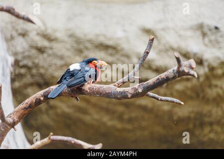 Der bärtige barbet sitzt auf einem Baumzweig im Zoo Stockfoto