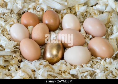 Ein goldenes Metallei unter Hühnereiern in einem Gelege aus hellem Holzspäne. Hintergrund. Das Konzept von Führung, Einzigartigkeit und Differenz. Stockfoto