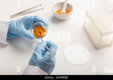 Mann in Handschuhen, der die Eigenschaften von Curcuma untersucht Stockfoto