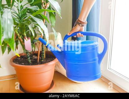 Frau Hausfrau giebt Hausanlagen mit strahlend blauer Gießkanne, Konzept der Reinigung und Hausarbeit in der Wohnung Stockfoto