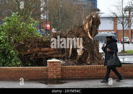 Ein Baum im Süden Londons entwurzelt von Storm Dennis, als er in Großbritannien trifft. Stockfoto