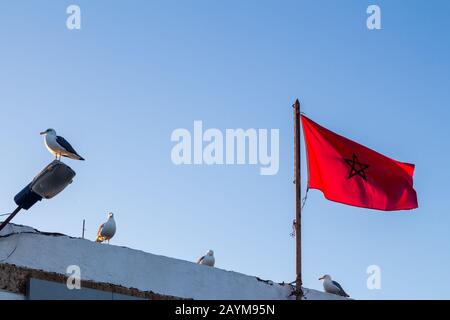 Marokkanische Flagge, die im Wind auf dem Dach eines Gebäudes im Hafen weht. Möwen sitzen auf dem Dach und einer auf einer Lampe. Blauer Himmel. Essaouira, Marokko. Stockfoto