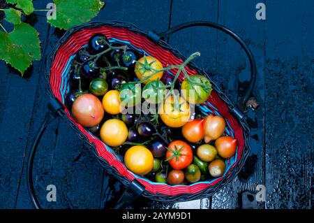 Komposition mit reifen, köstlichen roten und schwarzen Tomaten Stockfoto