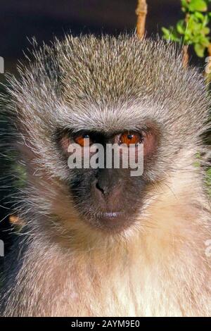 Grievet-Affe, Savanna-Affe, Grüner Affe, Vervet-Affe (Cercopithecus aethiops), Porträt, Südafrika Stockfoto