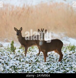 ROE-Hirsch (Capreolus Capreolus), Paar auf einem schneebedeckten Feld, Deutschland, Niedersachsen Stockfoto