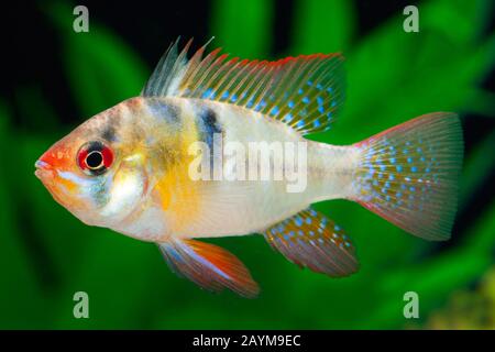 RAM Cichlid, blauen Ram, deutsche blaue Ram, asiatische Ram, Schmetterlings-Buntbarsch, Ramirez Zwerg Buntbarsche, Zwerg Schmetterlings Buntbarsch (Mikrogeophagus Geophagus, Microgeophagus Geophagus, Papiliochromis Geophagus, Apistogramma Geophagus, Pseudogeophagus Geophagus, Pseudoapistogramma Geophagus), Schwimmen Stockfoto